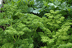 Curly Parsley (Petroselinum crispum 'var. crispum') at Make It Green Garden Centre