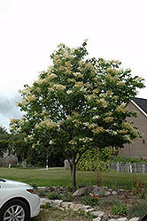 Japanese Tree Lilac (Syringa reticulata) at Make It Green Garden Centre