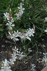 Sparkle White Gaura (Gaura lindheimeri 'Sparkle White') at Make It Green Garden Centre