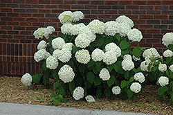 Incrediball Hydrangea (Hydrangea arborescens 'Abetwo') at Make It Green Garden Centre