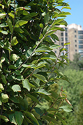 Frans Fontaine Hornbeam (Carpinus betulus 'Frans Fontaine') at Lurvey Garden Center