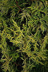Golden Feather Arborvitae (Thuja plicata 'Daniellow') at Make It Green Garden Centre