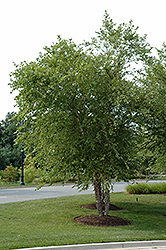 River Birch (clump) (Betula nigra '(clump)') at Make It Green Garden Centre