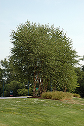 Heritage River Birch (clump) (Betula nigra 'Heritage (clump)') at Make It Green Garden Centre