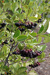 Iroquois Beauty Black Chokeberry (Aronia melanocarpa 'Morton') at Make It Green Garden Centre