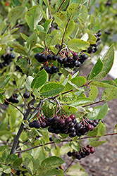 Iroquois Beauty Black Chokeberry (Aronia melanocarpa 'Morton') at Lurvey Garden Center