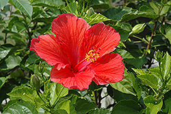 Red Hibiscus (Hibiscus rosa-sinensis 'Red') at Make It Green Garden Centre