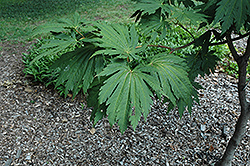 Yama Kagi Fullmoon Maple (Acer japonicum 'Yama Kagi') at Lurvey Garden Center