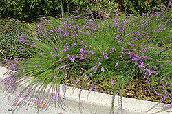 Small-head Blazing Star (Liatris microcephala) at Make It Green Garden Centre