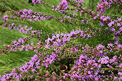 Small-head Blazing Star (Liatris microcephala) at Make It Green Garden Centre