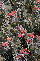 Topsy Turvy Echeveria (Echeveria runyonii 'Topsy Turvy') at Make It Green Garden Centre