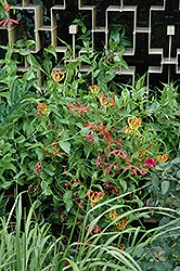 Gloriosa Lily (Gloriosa superba) at Make It Green Garden Centre