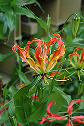 Gloriosa Lily (Gloriosa superba) at Make It Green Garden Centre