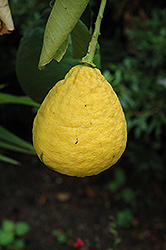 Ponderosa Lemon (Citrus 'Ponderosa') at Make It Green Garden Centre