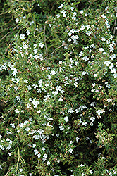 Winter Savory (Satureja montana) at Make It Green Garden Centre