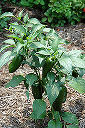 Jalapeno Pepper (Capsicum annuum 'Jalapeno') at Make It Green Garden Centre