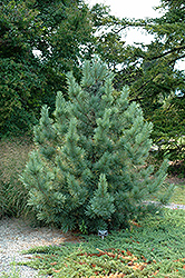Morris Blue Korean Pine (Pinus koraiensis 'Morris Blue') at Make It Green Garden Centre