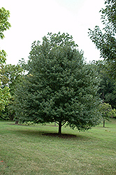 Sun Valley Red Maple (Acer rubrum 'Sun Valley') at Lurvey Garden Center