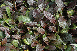 Planet Zork Bugleweed (Ajuga reptans 'Planet Zork') at Lurvey Garden Center