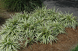 Variegata Lily Turf (Liriope muscari 'Variegata') at Make It Green Garden Centre