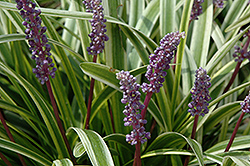 Variegata Lily Turf (Liriope muscari 'Variegata') at Make It Green Garden Centre