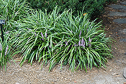 Lily Turf (Liriope muscari) at Make It Green Garden Centre