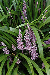 Lily Turf (Liriope muscari) at Make It Green Garden Centre