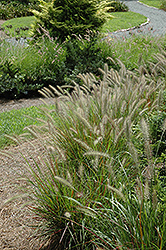 Cassian Dwarf Fountain Grass (Pennisetum alopecuroides 'Cassian') at Make It Green Garden Centre