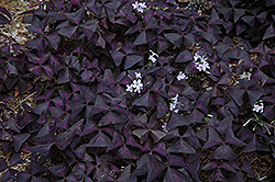 Purple Shamrock (Oxalis regnellii 'Triangularis') at Make It Green Garden Centre
