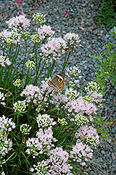 Sugar Melt Ornamental Onion (Allium 'Sugar Melt') at Lurvey Garden Center