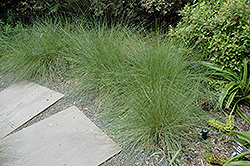 Hairawn Muhly (Muhlenbergia capillaris) at Make It Green Garden Centre