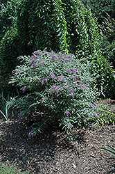 Summer Frost Butterfly Bush (Buddleia 'Summer Frost') at Lurvey Garden Center