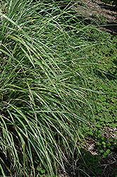 Little Zebra Dwarf Maiden Grass (Miscanthus sinensis 'Little Zebra') at Make It Green Garden Centre