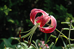 Black Beauty Lily (Lilium 'Black Beauty') at Make It Green Garden Centre