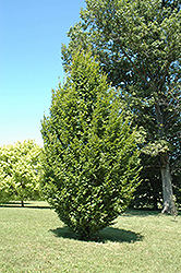 Frans Fontaine Hornbeam (Carpinus betulus 'Frans Fontaine') at Make It Green Garden Centre