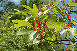 Sassafras (Sassafras albidum) at Make It Green Garden Centre