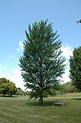 Princeton Sentry Ginkgo (Ginkgo biloba 'Princeton Sentry') at Lurvey Garden Center