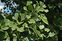 Princeton Sentry Ginkgo (Ginkgo biloba 'Princeton Sentry') at Lurvey Garden Center