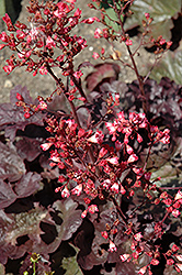 Bella Notte Coral Bells (Heuchera 'Bella Notte') at Make It Green Garden Centre