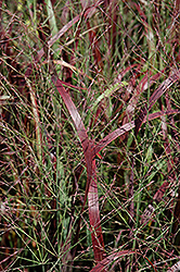 Prairie Fire Red Switch Grass (Panicum virgatum 'Prairie Fire') at Make It Green Garden Centre