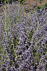 Peek-A-Blue Russian Sage (Perovskia atriplicifolia 'Peek-A-Blue') at Make It Green Garden Centre