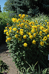 Happy Days Sunflower (Helianthus 'Happy Days') at Make It Green Garden Centre