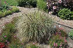 Ginger Love Fountain Grass (Pennisetum alopecuroides 'Ginger Love') at Make It Green Garden Centre