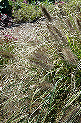Ginger Love Fountain Grass (Pennisetum alopecuroides 'Ginger Love') at Make It Green Garden Centre