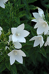 Fuji White Balloon Flower (Platycodon grandiflorus 'Fuji White') at Make It Green Garden Centre