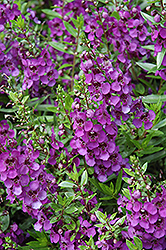 Archangel Dark Purple Angelonia (Angelonia angustifolia 'Archangel Dark Purple') at Make It Green Garden Centre