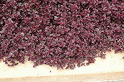 Purple Lady Blood Leaf (Iresine herbstii 'Purple Lady') at Make It Green Garden Centre
