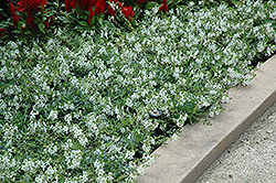 AngelMist Spreading White Angelonia (Angelonia angustifolia 'Balangspri') at Make It Green Garden Centre
