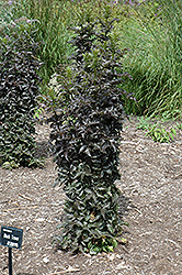 Black Tower Elder (Sambucus nigra 'Eiffel01') at Make It Green Garden Centre