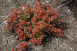 Lutin Rouge Japanese Barberry (Berberis thunbergii 'Lutin Rouge') at Lurvey Garden Center